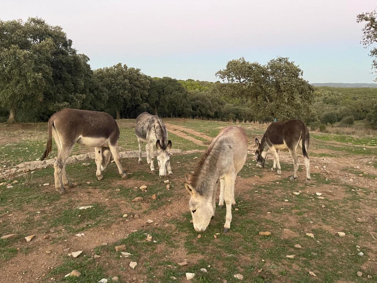 Cortijo Huerta Galindo Guest House Alanís Екстериор снимка