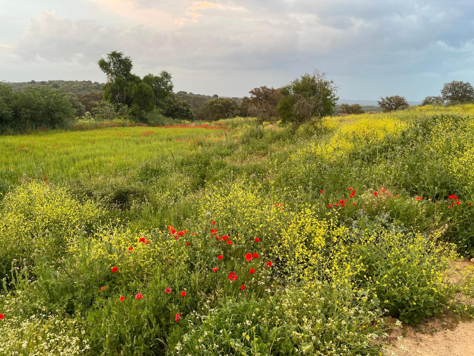 Cortijo Huerta Galindo Guest House Alanís Екстериор снимка