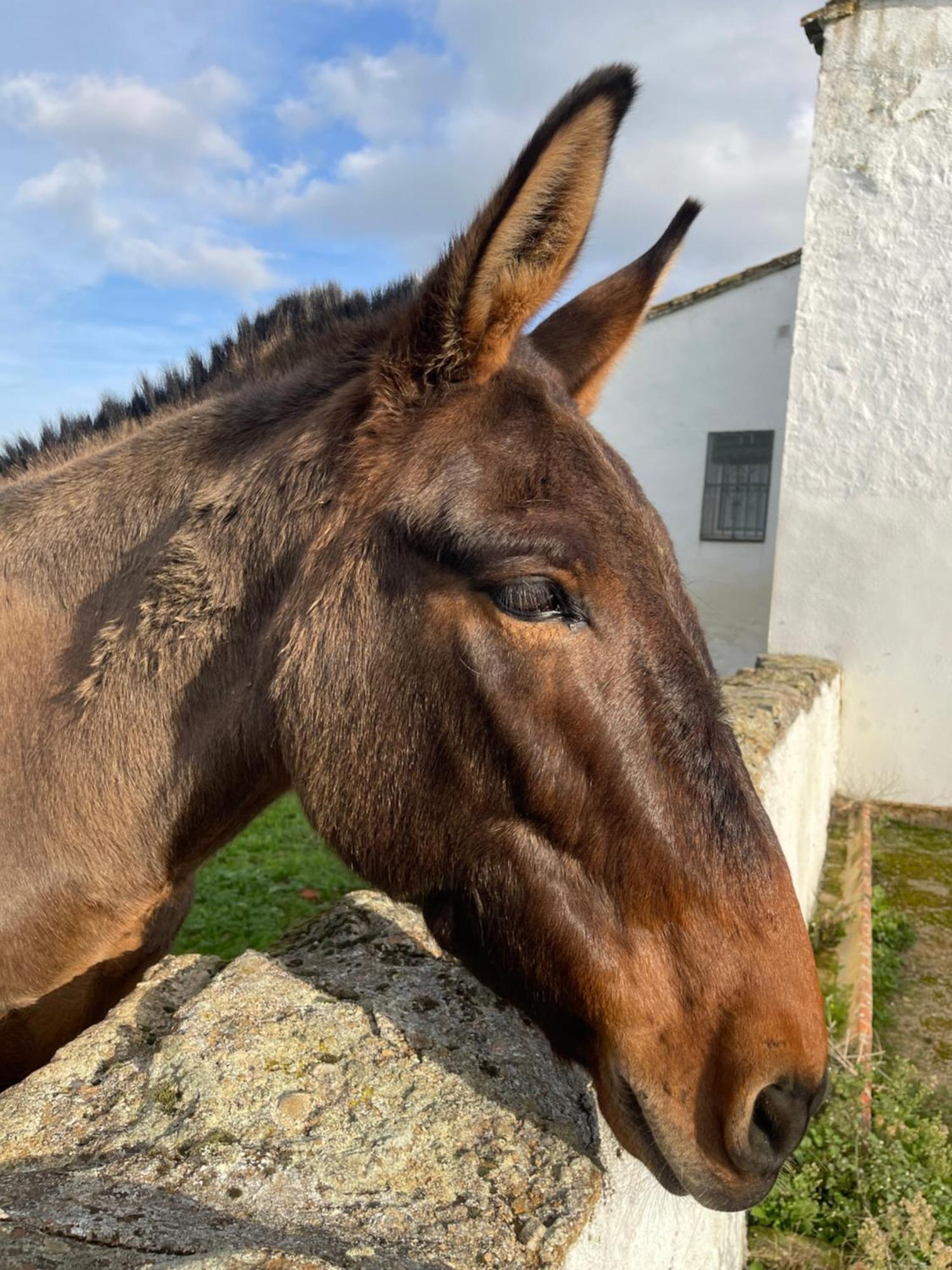 Cortijo Huerta Galindo Guest House Alanís Екстериор снимка